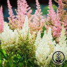Astilbe Chinensis Light Yellow Color 100 PCS Seeds Astilbe Chinensis Light Yellow Color 100 PCS Seeds