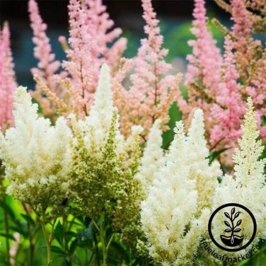 Astilbe Chinensis Light Yellow Color 100 PCS Seeds