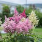 Astilbe Chinensis Light Yellow Color 100 PCS Seeds