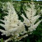 Astilbe Chinensis Light Yellow Color 100 PCS Seeds
