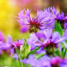 Asteraceae Small Shrub Leprechaun Flower Argyropsis 5 PCS Seeds