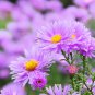 Asteraceae Small Shrub Leprechaun Flower Argyropsis 5 PCS Seeds
