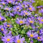 Asteraceae Small Shrub Leprechaun Flower Argyropsis 5 PCS Seeds
