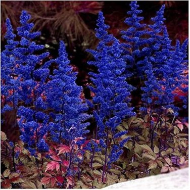 Astilbe Chinensis Apple Blue Color 100 PCS Seeds