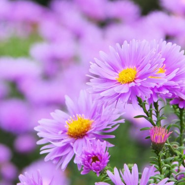 Aster Novi-belgii Flower Home Garden 100 PCS Seeds