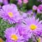 Aster Novi-belgii Flower Home Garden 100 PCS Seeds