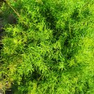 Asparagus setaceus Perennial 20 PCS Seeds