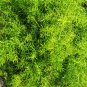 Asparagus setaceus Perennial 20 PCS Seeds
