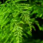 Asparagus setaceus Perennial 20 PCS Seeds