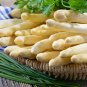 Asparagus Fern GOLDEN STRING PUMPKIN Long White Eggplants Tomato 12 PCS Seeds