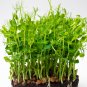 Arugula Plant Vegetable 120 PCS Seeds