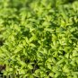 Arugula Plant Vegetable 120 PCS Seeds