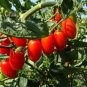 Artisan Purple Bumblebee Cherry Tomato 100 PCS Seeds