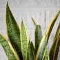 Artificial Succulent Agave Sansevieria Trifasciata Bonsai 300 PCS Seeds