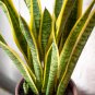 Artificial Succulent Agave Sansevieria Trifasciata Bonsai 300 PCS Seeds