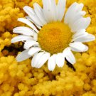 Aromatic plants Fruity Aroma Chamomile 50 PCS Seeds