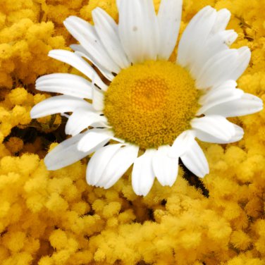 Aromatic plants Fruity Aroma Chamomile 50 PCS Seeds