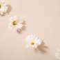 Aromatic plants Fruity Aroma Chamomile 50 PCS Seeds