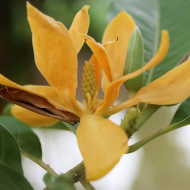 Aromatic Michelia Alba Flower Magnolia Bonsai Plant 100 PCS Seeds