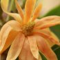 Aromatic Michelia Alba Flower Magnolia Bonsai Plant 100 PCS Seeds