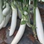 Asian White Eggplant 100 PCS Seeds