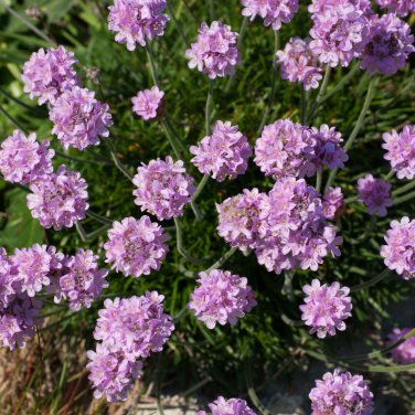 Armeria Maritima Bonsai Thrift 50 PCS Seeds