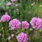 Armeria Maritima Bonsai Thrift 50 PCS Seeds