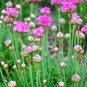Armeria Maritima Bonsai Thrift 50 PCS Seeds