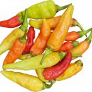 Aribibi Gusano Pepper Bolivian Chili Super Hot Caterpillar Pepper 100 PCS Seeds Aribibi Gusano Pepper Bolivian Chili Super Hot Caterpillar Pepper 100 PCS Seeds