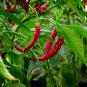 Aribibi Gusano Pepper Bolivian Chili Super Hot Caterpillar Pepper 100 PCS Seeds