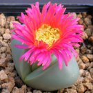 Argyroderma Mix Succulents Garden Plants 20 PCS Seeds Argyroderma Mix Succulents Garden Plants 20 PCS Seeds