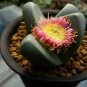 Argyroderma Mix Succulents Garden Plants 20 PCS Seeds