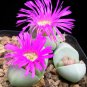 Argyroderma Mix Succulents Garden Plants 20 PCS Seeds