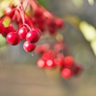 Ardisia Crenata Christmas Coral Berry Ornamental Tree 12 PCS Seeds