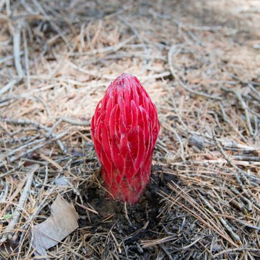 Arcodes Sanguinea Snow Plant 20 PCS Seeds