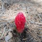Arcodes Sanguinea Snow Plant 20 PCS Seeds