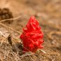 Arcodes Sanguinea Snow Plant 20 PCS Seeds
