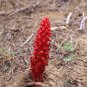 Arcodes Sanguinea Snow Plant 20 PCS Seeds