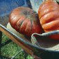 Archaizing Antique Pumpkin 4 PCS Seeds