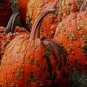 Archaizing Antique Pumpkin 4 PCS Seeds