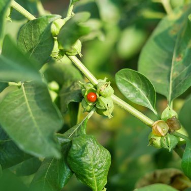 ashwagandha 100 PCS Seeds