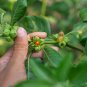 ashwagandha 100 PCS Seeds