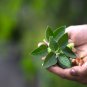 ashwagandha 100 PCS Seeds