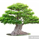 Araucaria Bonsai Tree 50 PCS Seeds