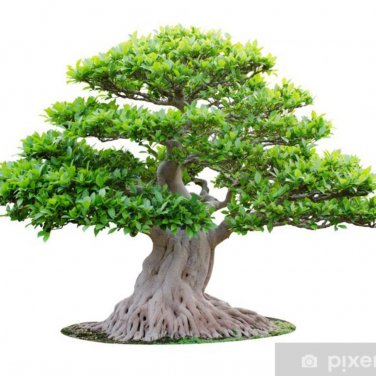 Araucaria Bonsai Tree 50 PCS Seeds