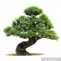 Araucaria Bonsai Tree 50 PCS Seeds