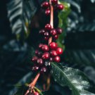 ARABICA COFFEE Plant (Coffea Catura Arabica) 10 PCS Seeds ARABICA COFFEE Plant (Coffea Catura Arabica) 10 PCS Seeds