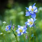 Aquilegia Amethyst. Light Purple Garden Columbine 50 PCS Seeds Aquilegia Amethyst. Light Purple Garden Columbine 50 PCS Seeds