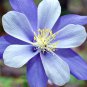 Aquilegia Amethyst. Light Purple Garden Columbine 50 PCS Seeds