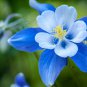Aquilegia Amethyst. Light Purple Garden Columbine 50 PCS Seeds